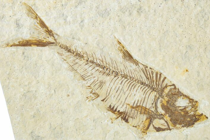 Detailed Fossil Fish (Diplomystus) - Wyoming #318413